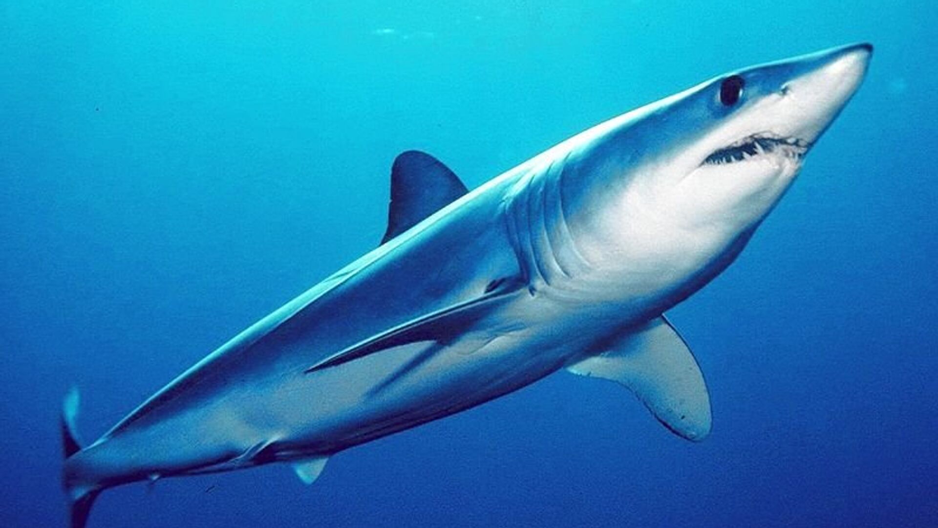 Серо голубая акула мако
