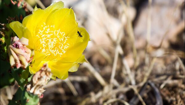 Кактус опунция цветет в Крыму 
