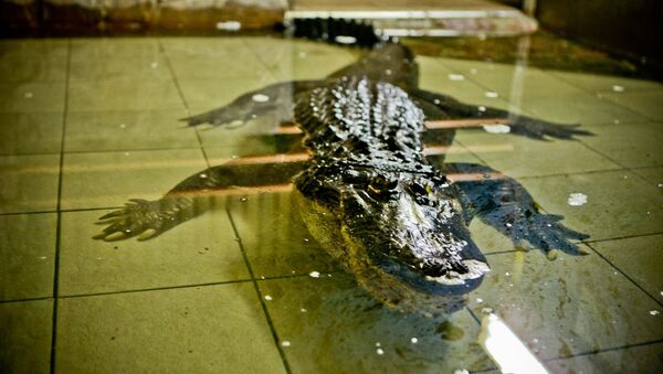 День рождения крокодила Васи в Николаевском зоопарке