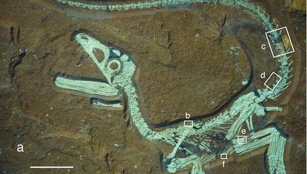 Детеныш динозавра Sciurumimus albersdoerferi обладал пушистым беличьим хвостом