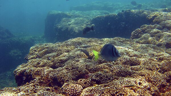 Коралловый риф в водах Тихого океана