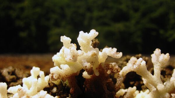 Этот куст коралла умирает из-за потепления воды в Тихом океане, которое несет с собой Эль-Ниньо