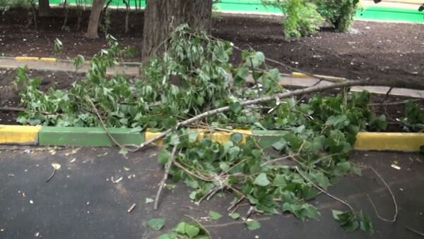 Сухие деревья угрожают безопасности жителей в московских дворах