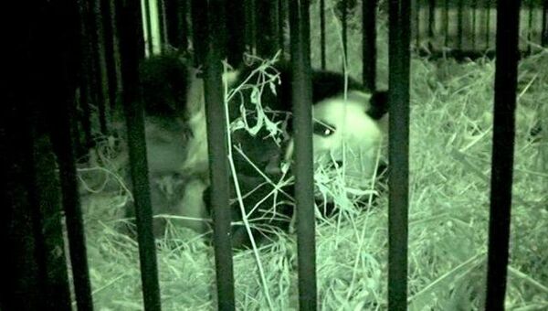 Новорожденный медвеженок панды кричит в объятих мамы