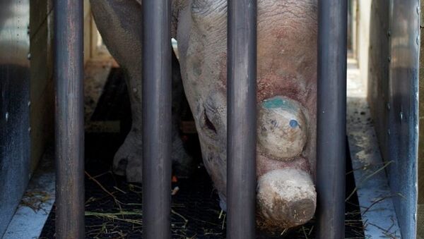 Трое выращенных в Британии черных носорогов доставлены самолетом в заповедник Танзании