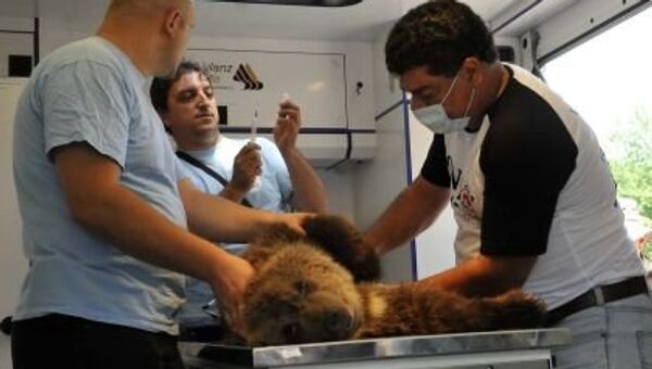 Европейские зоозащитники забрали медвежонка у предпринимателей на Украине
