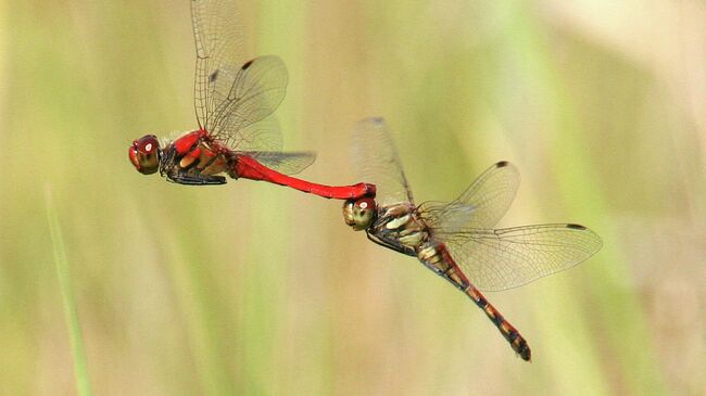 Взрослый самец (слева) и самка (справа) азиатской стрекозы Sympetrum darwinianum