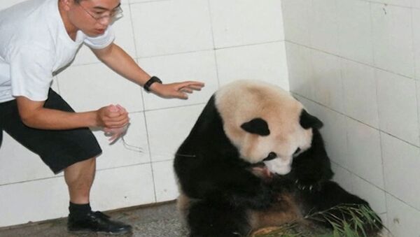Гигантская панда нянчится с новорожденными медвежатами-близнецами