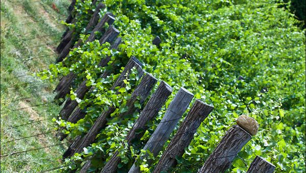Биодинамический виноградник в Крыму