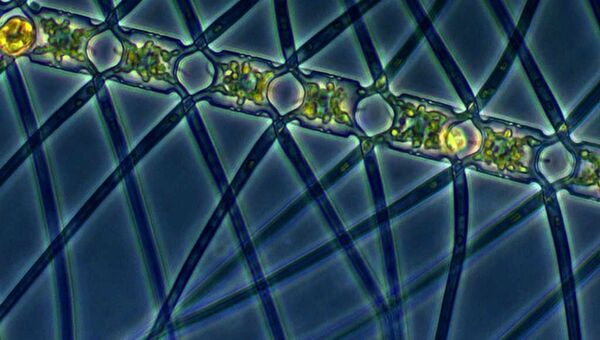 Диатомная водоросль Chaetoceros atlanticus помогла ученым спрятать часть атмосферного СО2 на дне океана