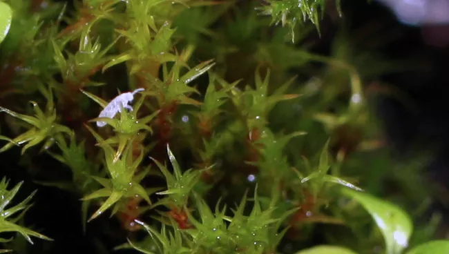 Рогозубый мох (Ceratodon purpureus) выделяет особые летучие вещества, привлекающие опылителей - ноговосток (Collembola)