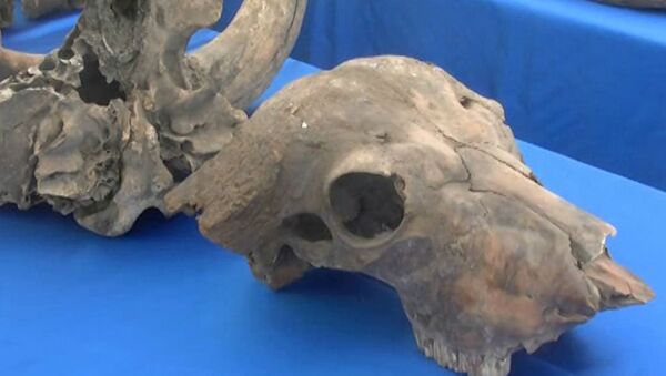 Останки живших 50 тысяч лет назад гиен и носорогов нашли археологи в Баку
