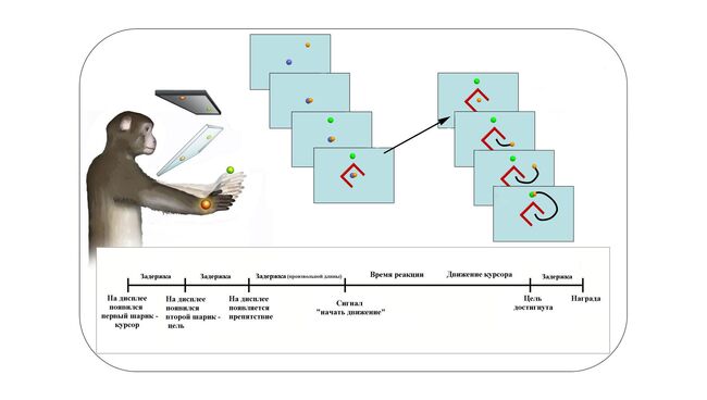 Схема эксперимента, который помог ученым прочитать мысли макак-резусов