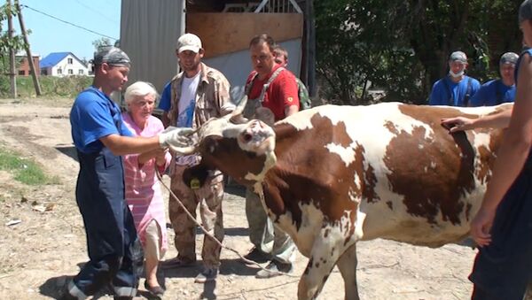 Подаренная жительнице Крымска корова бодалась и не хотела идти в новый дом