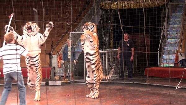 Суматранские тигры прыгают через барьер и ходят на задних лапах 
