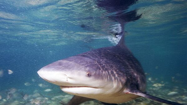 Тупорылая акула (акула-бык)