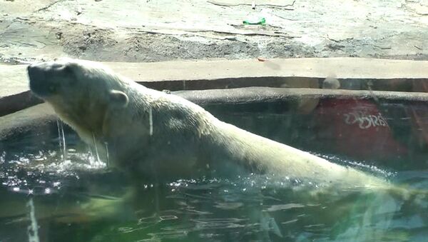 Звери в зоопарке спасаются от жары в бассейнах и под кондиционерами