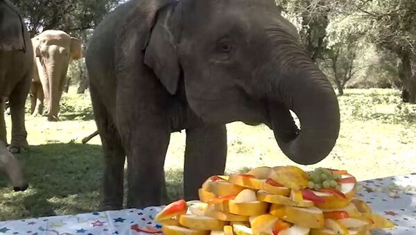 Слониха Маргоша съела в день рождения торт из 30 дынь