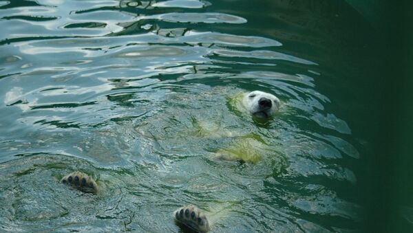Белый медведь  Айон спасается от жары в бассейне