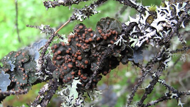 Лишайник Erioderma pedicellatum в Кроноцком заповеднике