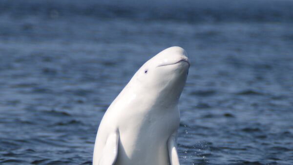 Изучение китов-белух на Соловках