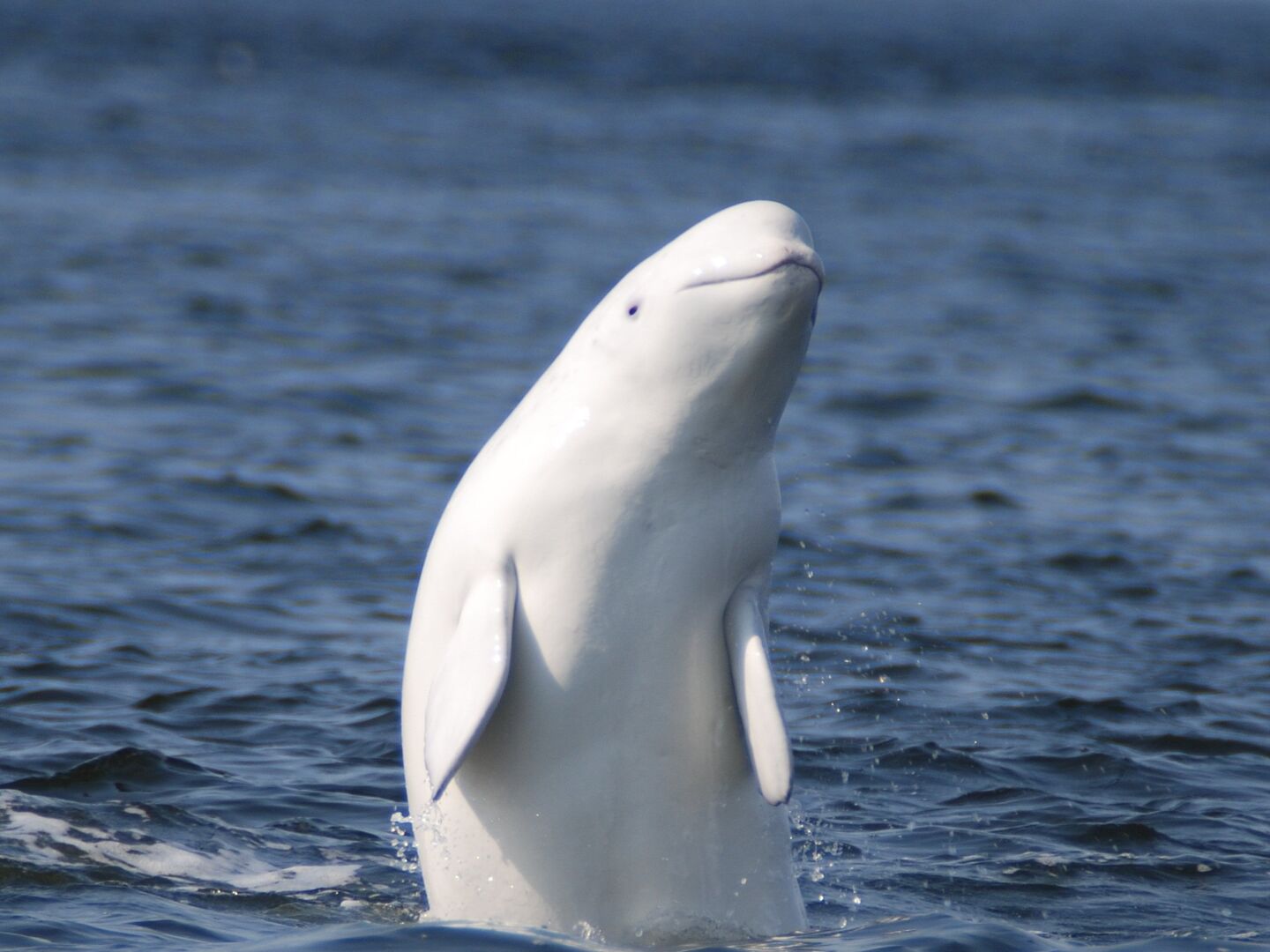 Белый кит Белуха