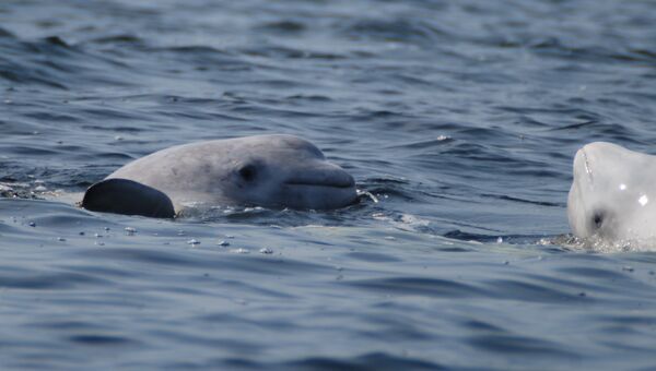 Изучение китов-белух на Соловках, архивное фото