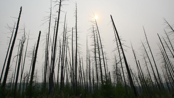 Лес, пострадавший от лесных пожаров