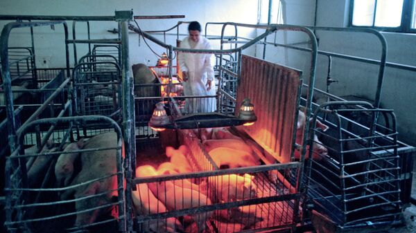 Уничтожение поголовья свиней, зараженных африканской чумой, архивное фото