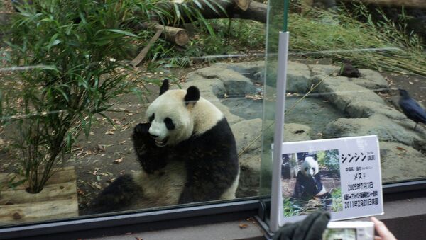 Панда в зоопарке Токио. Архив
