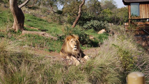Лев в Национальном зоологическом саду Южной Африки. Архив