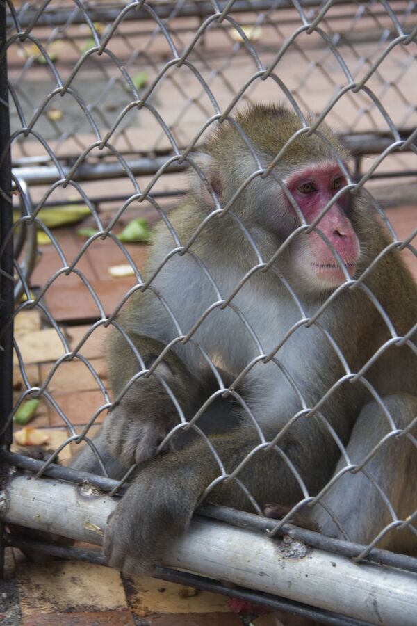 Сухумский обезьяний питомник фото