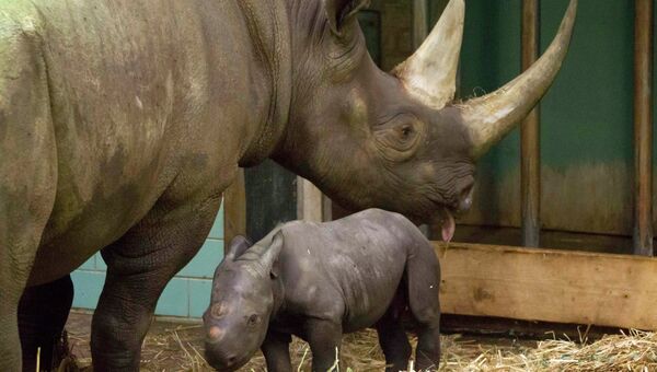  Носороги в зоопарке Берлина