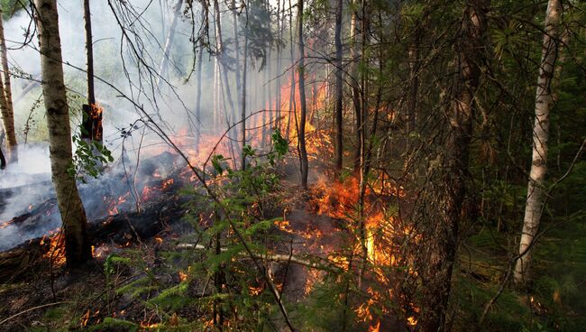Лесной пожар в Колпашевском районе Томской области. Архивное фото