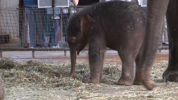 Новорожденная слониха валяется в сене перед посетителями зоопарка в Берлине