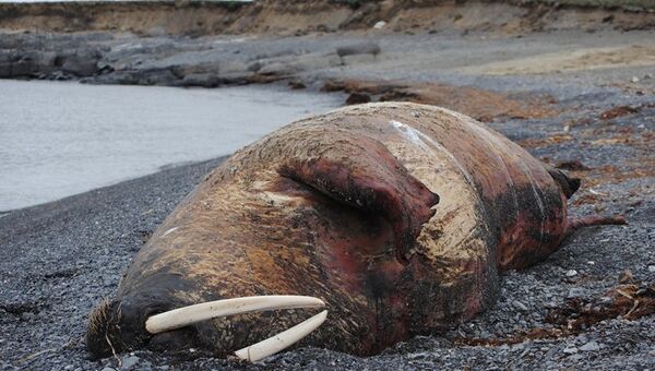 WWF обнаружил на арктическом острове Вайгач погибших моржей
