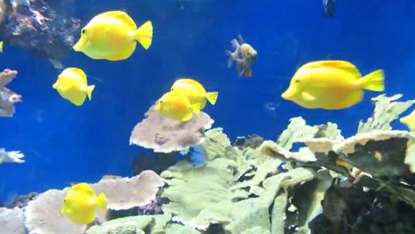 Экскурсия в подводный мир: океанографический музей Монако