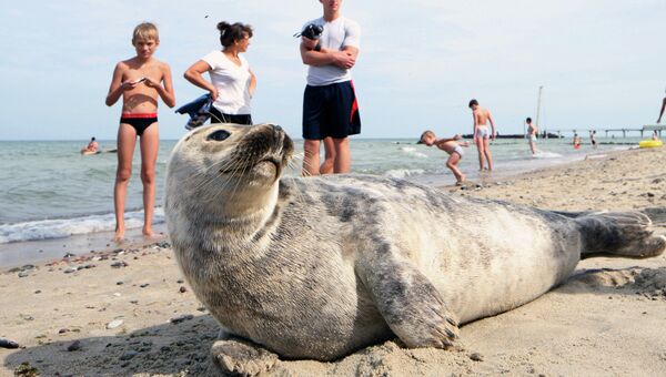 Серый балтийский тюлень на городском пляже Зеленоградска