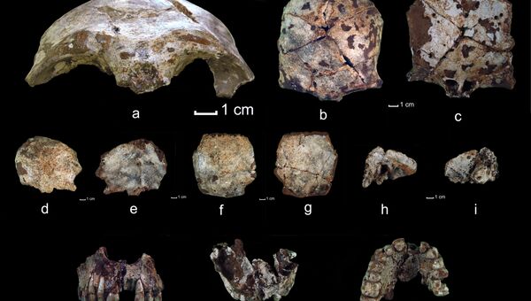 Фрагменты черепа и верхняя челюсть кроманьонца, найденные в Пещере обезьян на севере Лаоса 
