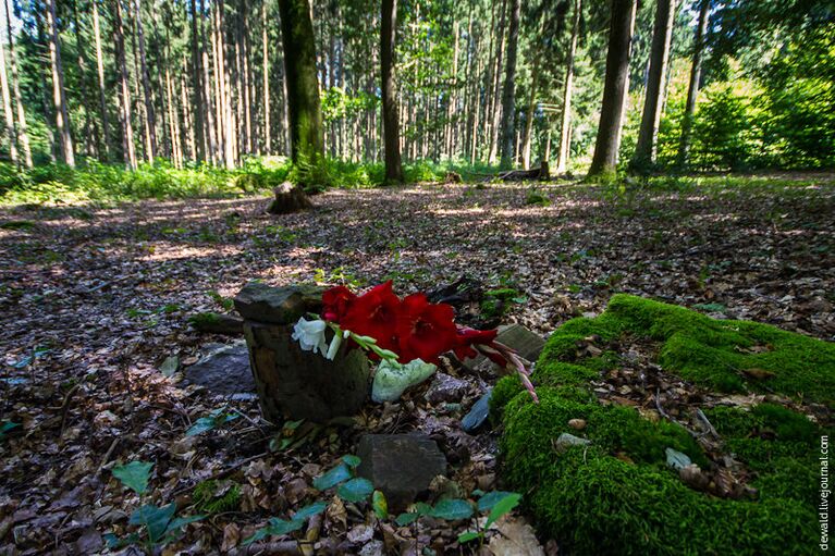 Лес покоя: парк в Германии для желающих слиться с природой после смерти