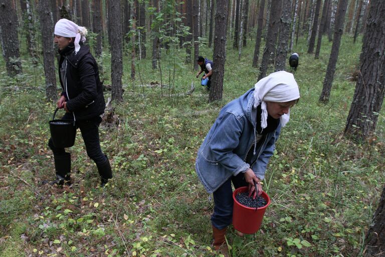 Сбор черники в Омской области