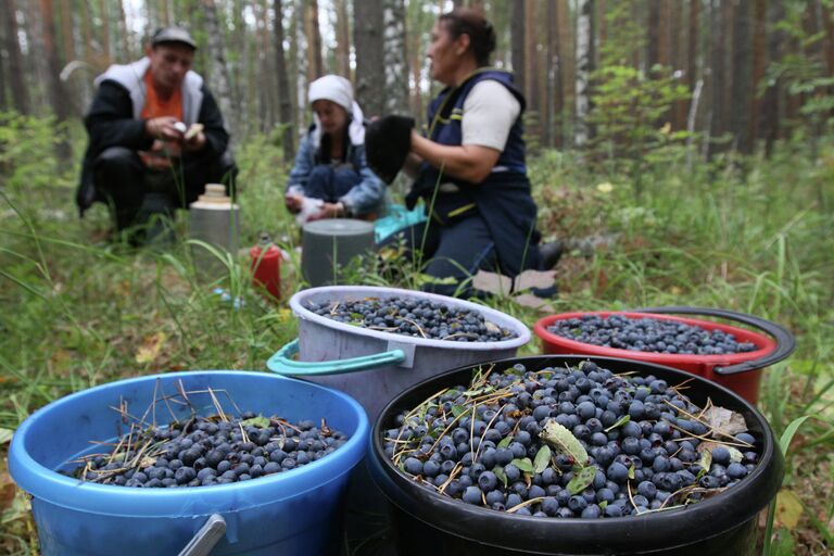 Сбор черники в Омской области