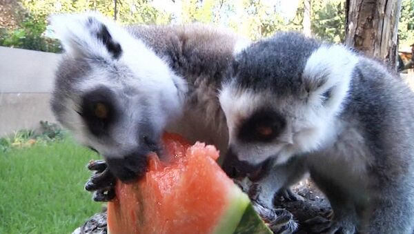 Животные в зоопарке Рима едят арбузы и грызут лед, чтобы спастись от жары