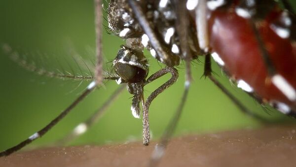 Комар рода «азиатский тигр», переносчик вируса Западного Нила