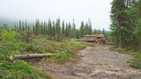 Вырубка леса в Хибинах