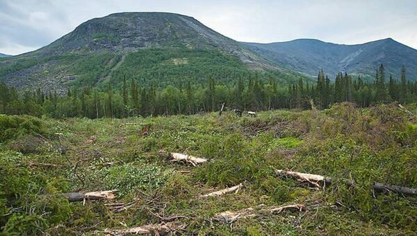 Вырубка леса в Хибинах