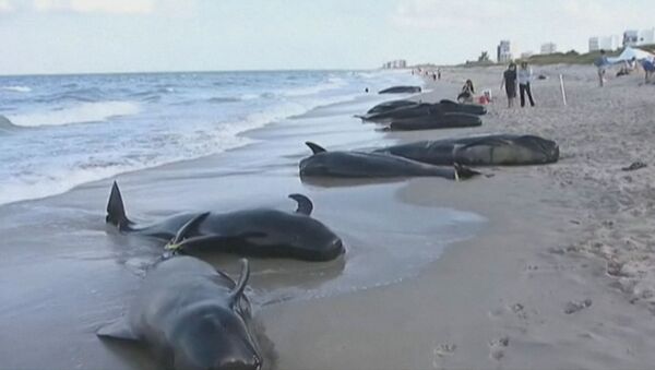 Волонтеры спасают черных дельфинов, выбросившихся на берег 