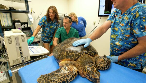 Самка редчайшей морской черепахи Бисса доставлена для прохождения лечения во Флориду 