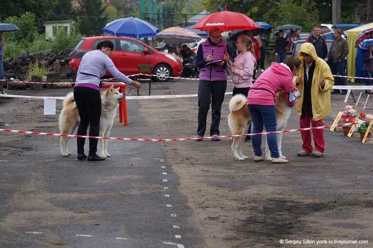 Иваново выставка собаки