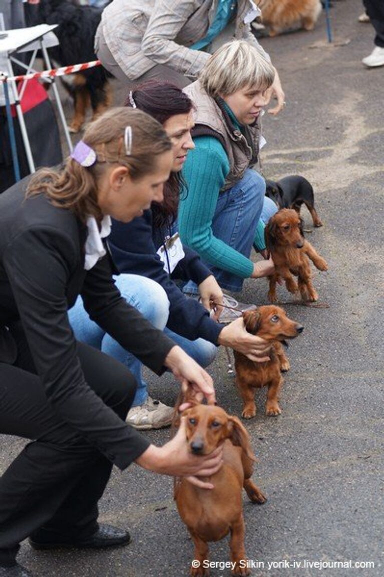 Иваново выставка собаки